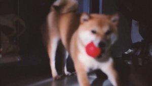 Сиба-ину Йоши | Атмосферное видео | Shiba-inu Yoshi