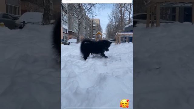 Собака🖤#satisfying#fluffy#шпиц#собака#луна#dog#зима#танцы#бритниспирс#шпицуля