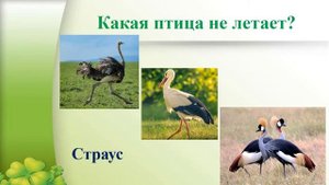 Экологическая викторина
