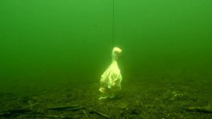 Почему РАК не ест КУРИНОЕ МЯСО ????? Реакция рыбы на САЛО!