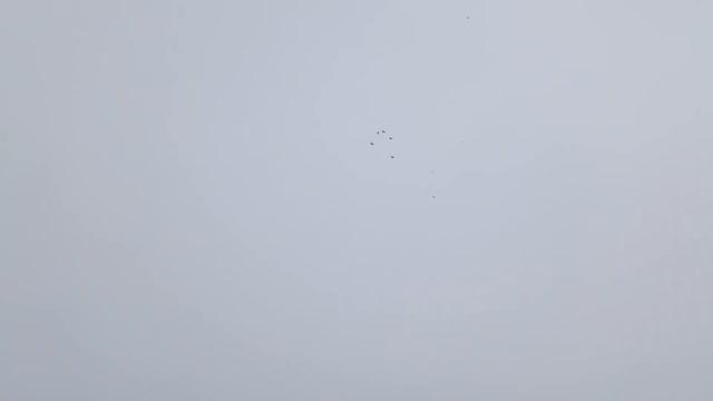 Николаевские голуби.Получил удовольствие ч.2 смотреть онлайн