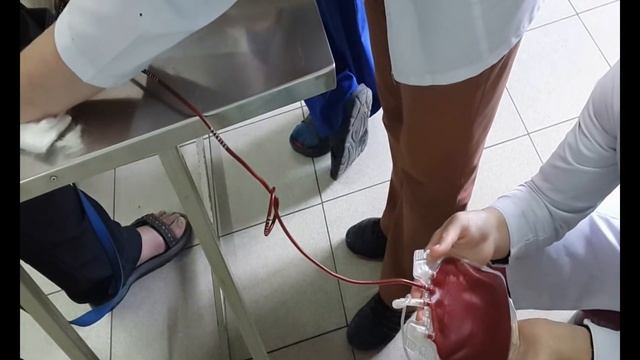 Забор крови у собаки - донора смотреть онлайн