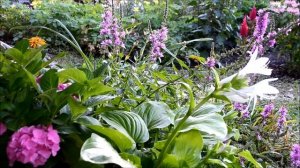 Дербенник иволистный. Цветение дербенника в конце лета