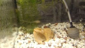 Что это в аквариуме, похоже на  мини пиявку, подскажите что делать?