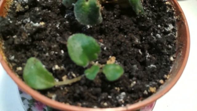 Изменила название канала Комнатные цветы в ноябре смотреть онлайн