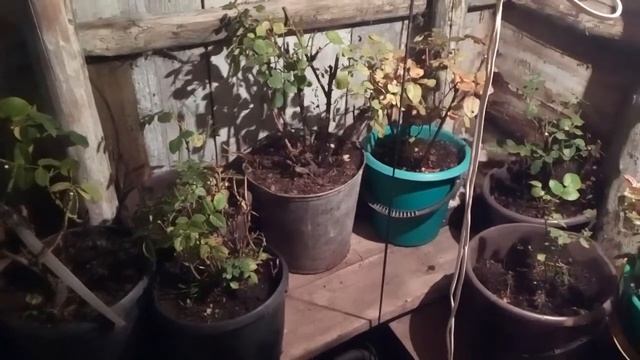 Розы.Хранение зимой. смотреть онлайн