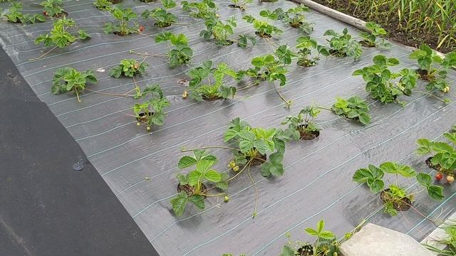 Лесная земляника на садовом участке смотреть онлайн