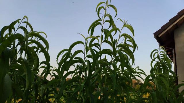 Созревание малины и обзор развития персиков. смотреть онлайн