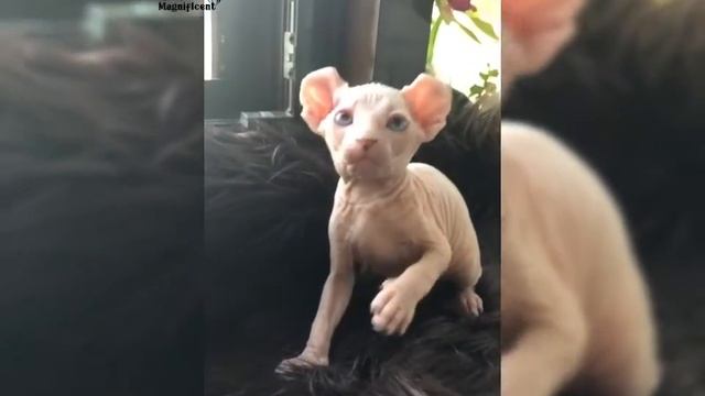 Девочка эльф Белая с голубыми глазами смотреть онлайн