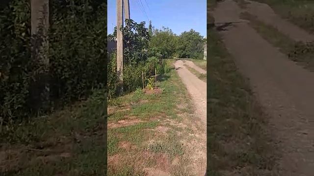 Павловния Шан Тонг и Томентоса. Результат весенней посадки. 25.072021г. смотреть онлайн