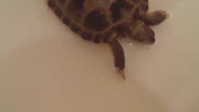 Купание Сухопутной Черепахи/ Как Ухаживать За Черепахой смотреть онлайн