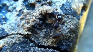 Муравьи крупным планом