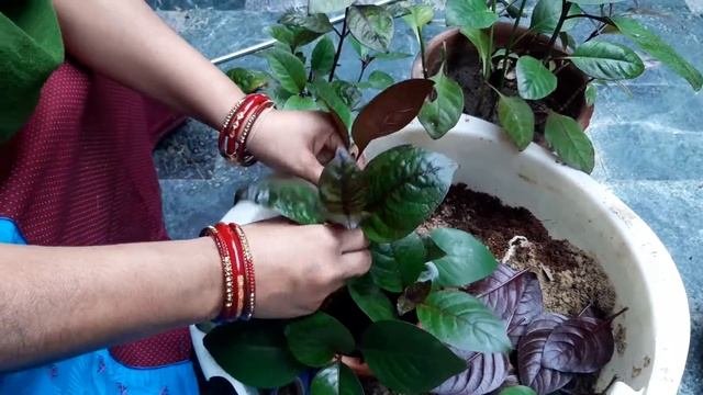 Easiest Way To Grow Kodia Plant. (#Pseuderanthemum)               #crotan #nature #earth #nursery