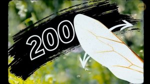 Вот почему пчелы жалят лишь один раз