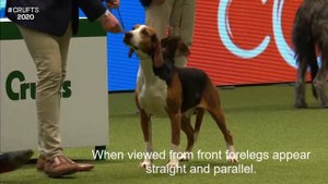 Breed Standards|HAMILTONSTOVARE|