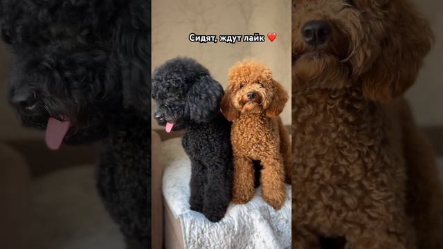 Ждут твой лайк 😉 смотреть онлайн