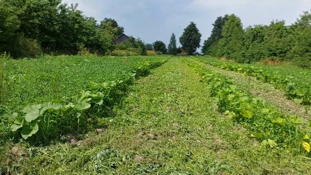 Химии не нужно и сорняка больше не будет // Спас поле от бурьяна и получил отличный урожай. смотреть онлайн