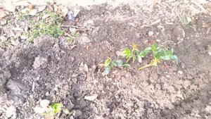 Роза плетистая Ванилла Фрайз. Устоять невозможно.!  Climbing rose Vanilla Fries.
