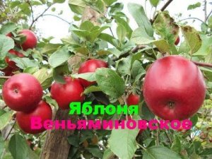 Яблоня Веньяминовское