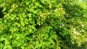 Пузыреплодник - красивейший декоративный кустарник! Многолетники моего сада.