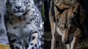 Встреча барса и волка (лирическая) Казбек Рубаев