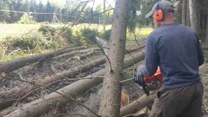 Валка дерева на линии не удачно получилось