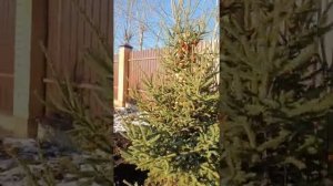 ПОСАДКА ЕЛИ #ель #крупномер  #ельканадская