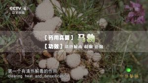 《中华医药》食用菌治百病！不同的菌能治哪些病？| 中华养生