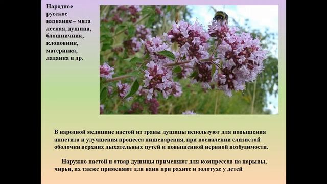 Растения лесостепи и степи Красноярского края