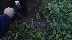 Скашиваем Сидерат и Перепахиваем Землю