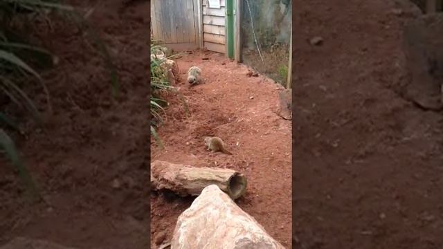 Meerkats at Dartmoor Zoo Park