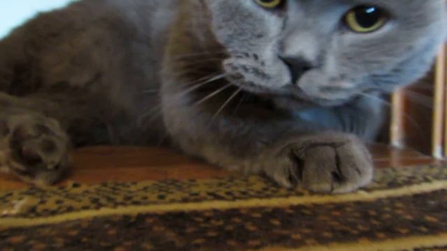 Кот с зелёными глазами смотреть онлайн