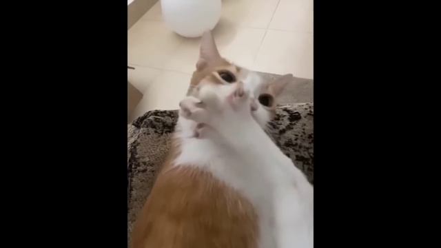 забавные и смешные кошки и собаки 344