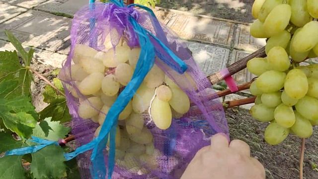 Г.ф. винограда Взлётная полоса Калугина В.М. Воронеж. 29.08.23. смотреть онлайн