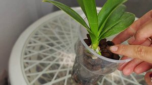 Это ЧУДО ❗ Гнилые Орхидеи МГНОВЕННО ОЖИВУТ и ВЫРАСТУТ ЖИРНЫЕ КОРНИ 🌸