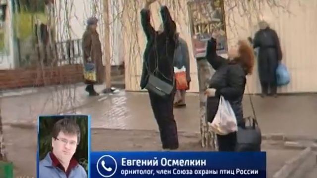 Необычная гостья: сова на дереве немало удивила посетителей мини-рынка по улице Эльгера смотреть онлайн