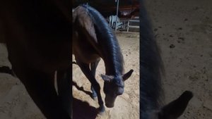 Лошадь ложится по команде