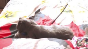 Котенку полгода