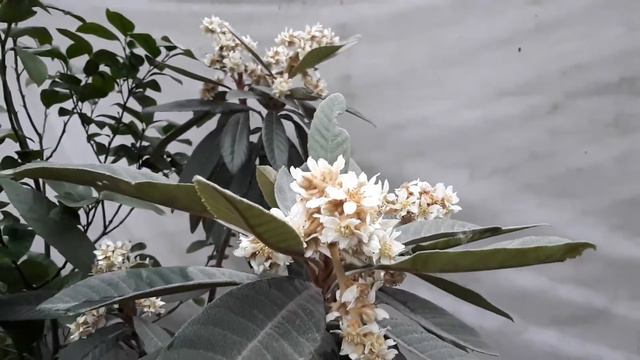 Мушмула японская смотреть онлайн