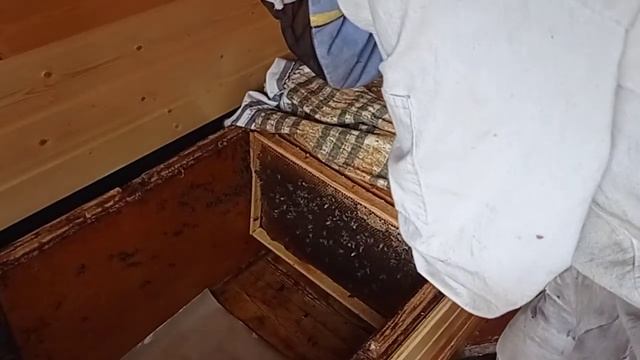 Лежак 49 рамок окончание сезона.Проверка клеща.Обработка Чистотелом. смотреть онлайн