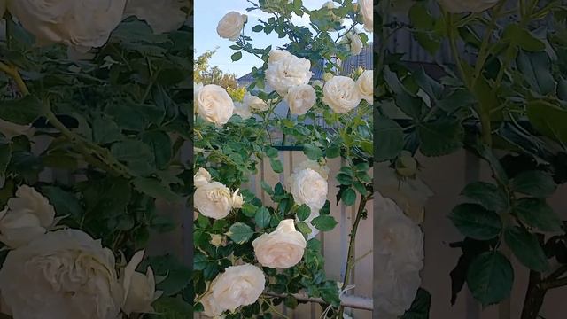 Rose Palais Royal/Меilland/троянда Пале Роял