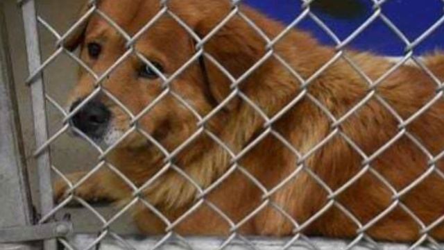 Собака, брошенная на парковке, не перестает обнимать своих спасателей смотреть онлайн