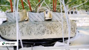 SPELAND. Отзыв клиента. ООО "ТК Новосибирский"