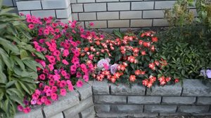 Удобрение диаммофоска, делаю выводы по использованию.