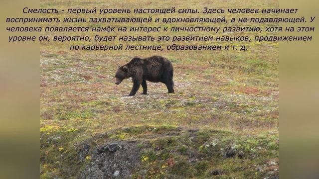 Уровни сознания
