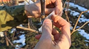 Зимняя Прививка Груши клей БФ