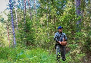 Грибник в августе на тихой охоте