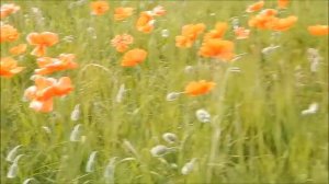 California Poppies, MN