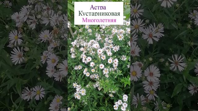 Астра кустарниковая (многолетняя) ?? Aster dumosus.