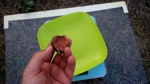 Сравнение инжира Крымский Черный и Браун Туркей (Brown Turkey)